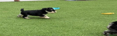 Miniature Schnauzer 1