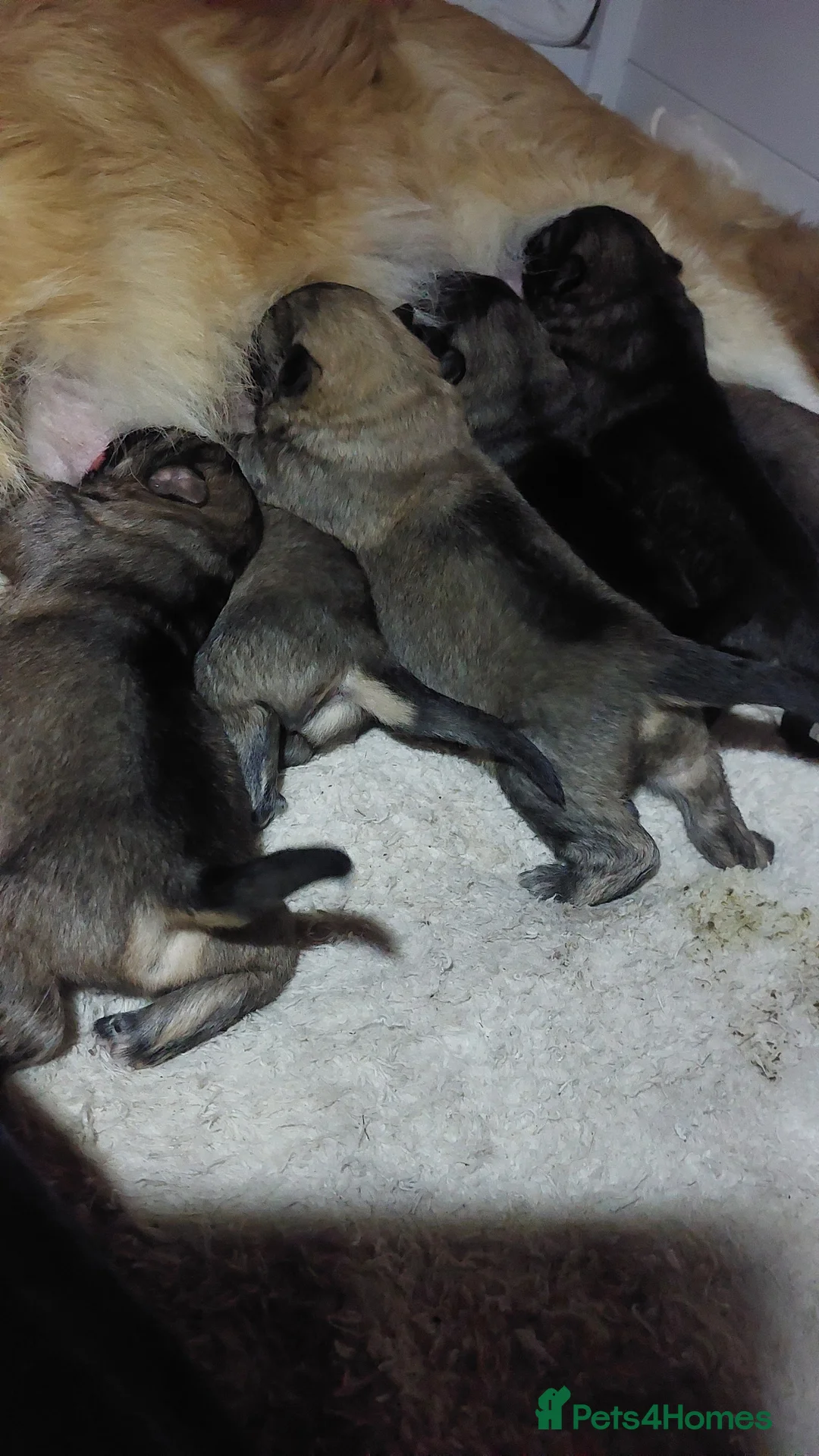German Shepherd dogs for sale: German shephered puppys 4 boys 2 girls - Advert 10