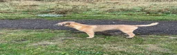 Border Terrier dogs for stud: Border terrier at stud. Kc registered  in Durham - Advert 2