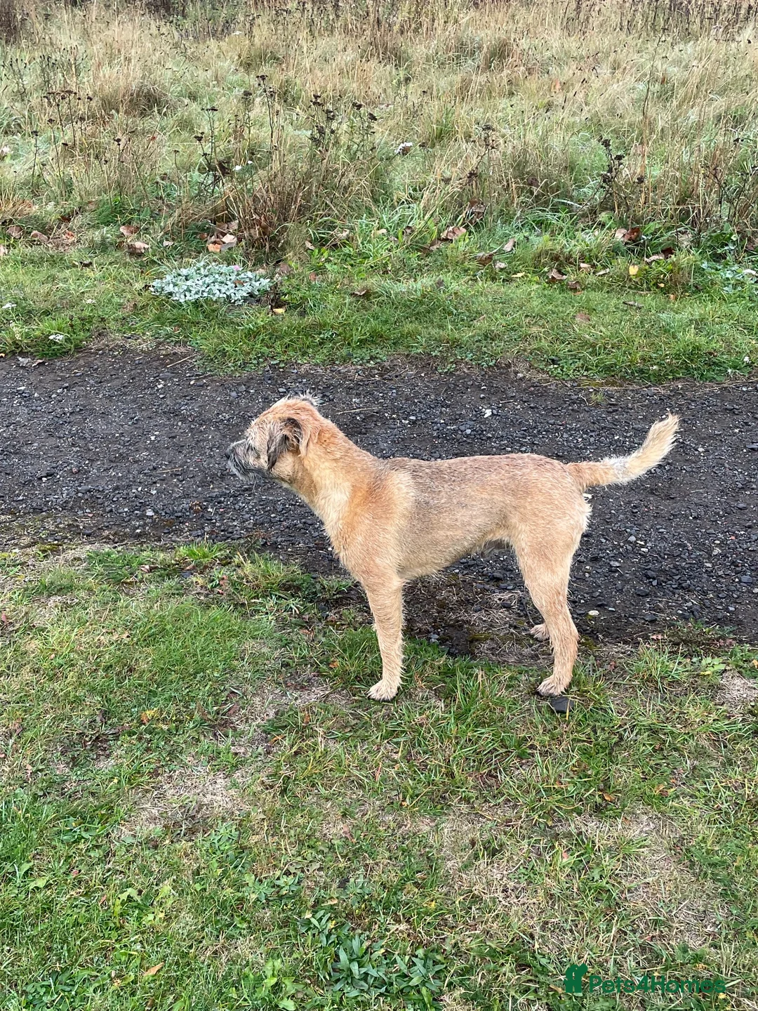 Border Terrier dogs for stud: Border terrier at stud. Kc registered  in Durham - Advert 2