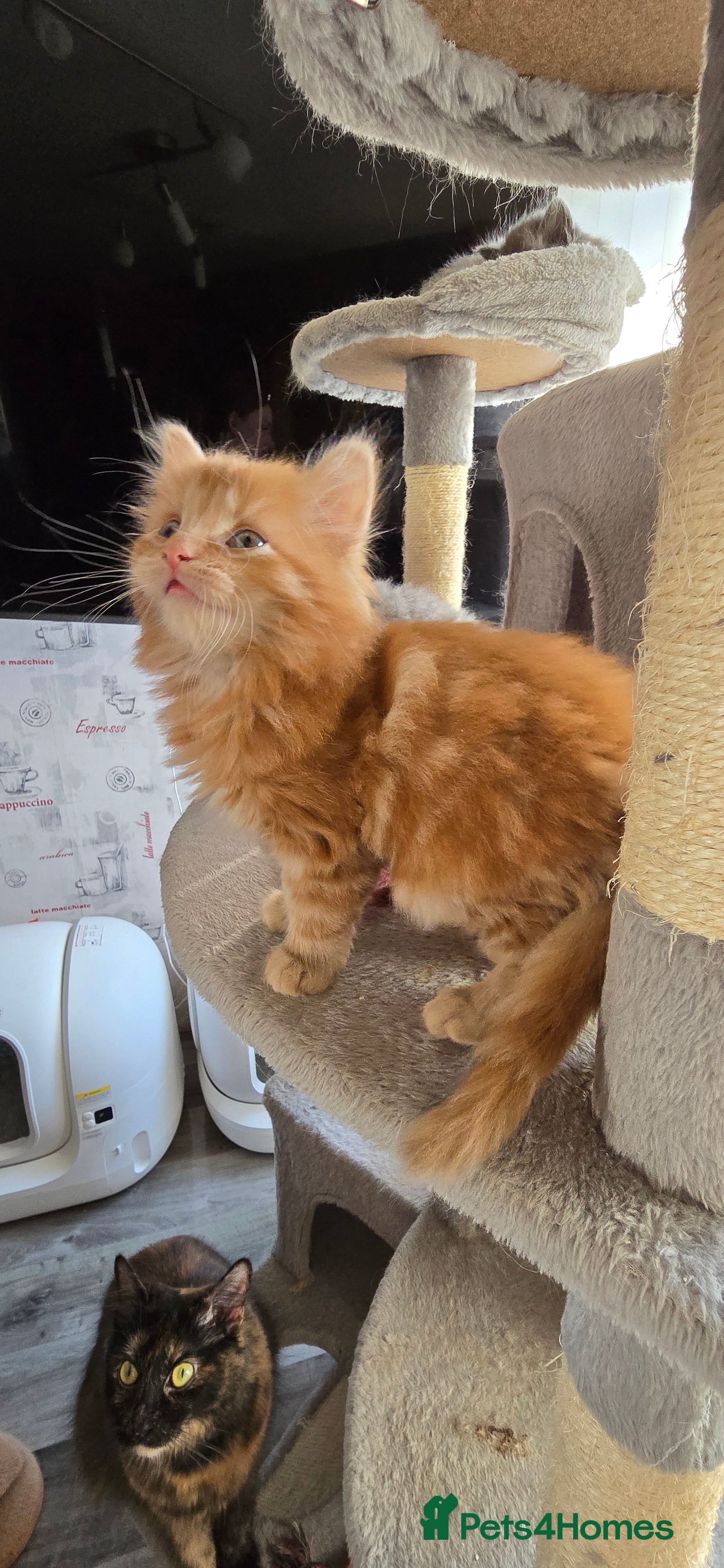 Maine Coon cats Adorable Mainecoon kittens  - Advert 1