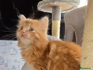 Maine Coon cats Adorable Mainecoon kittens - Advert 1