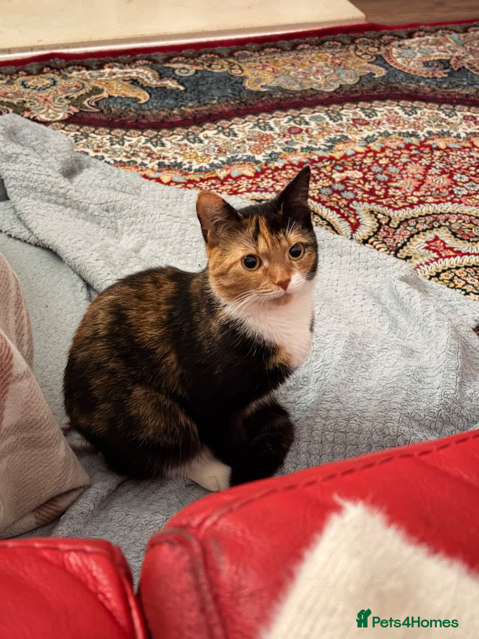 Mixed Breed cats Kitten for sale - Advert 1