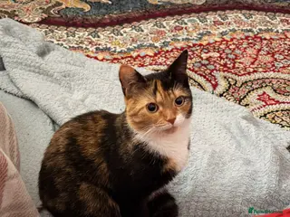 Mixed Breed cats Kitten for sale - Advert 2