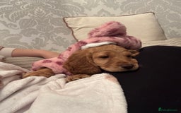 Cockapoo dogs for sale: 8 week old cockapoo - Advert 4