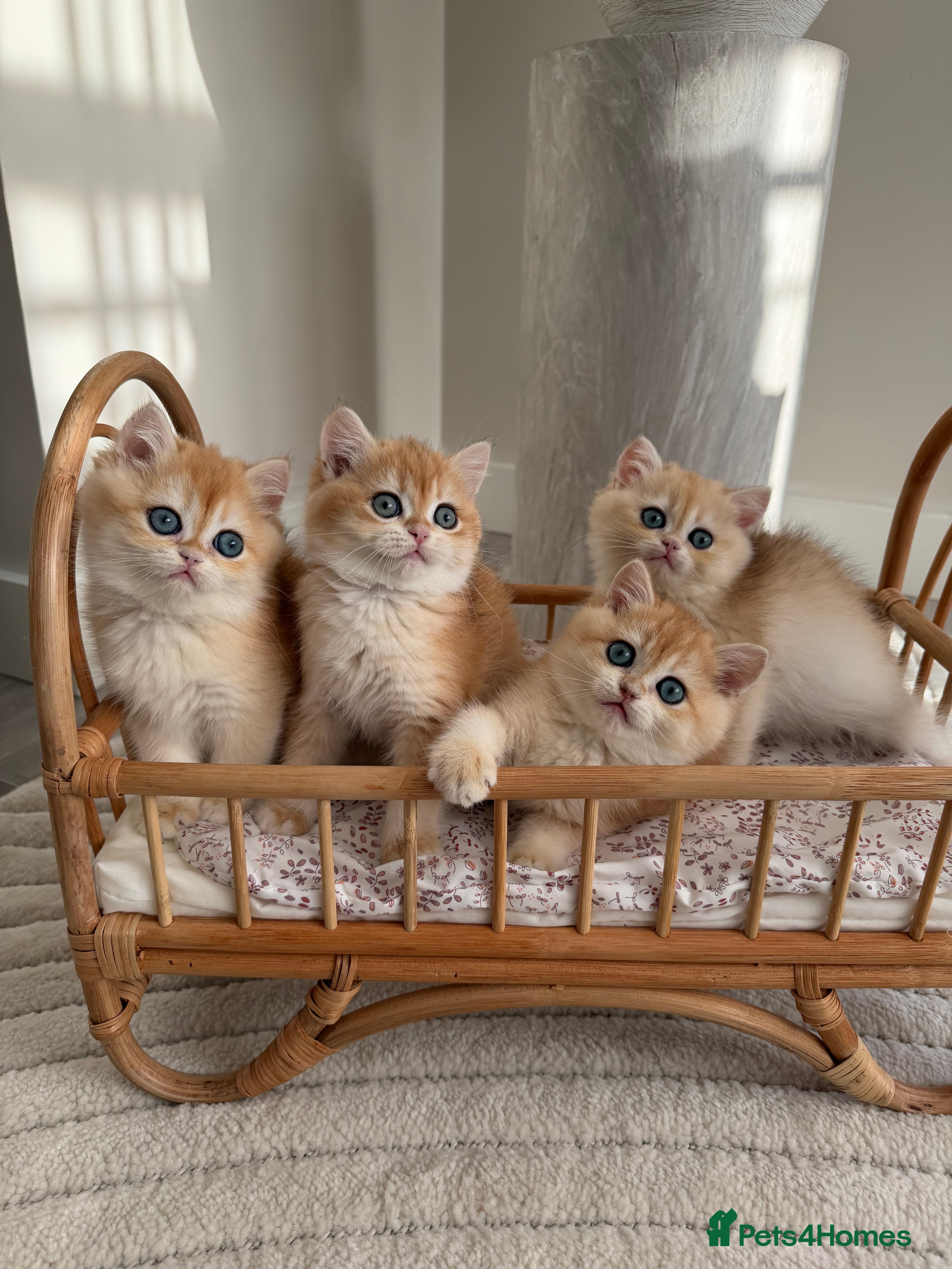 British Shorthair cats Golden British Shorthair kitten  in Maidstone - Advert 17