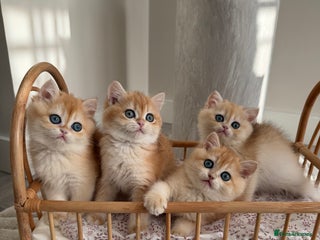 British Shorthair cats Golden British Shorthair kitten in Maidstone - Advert 10