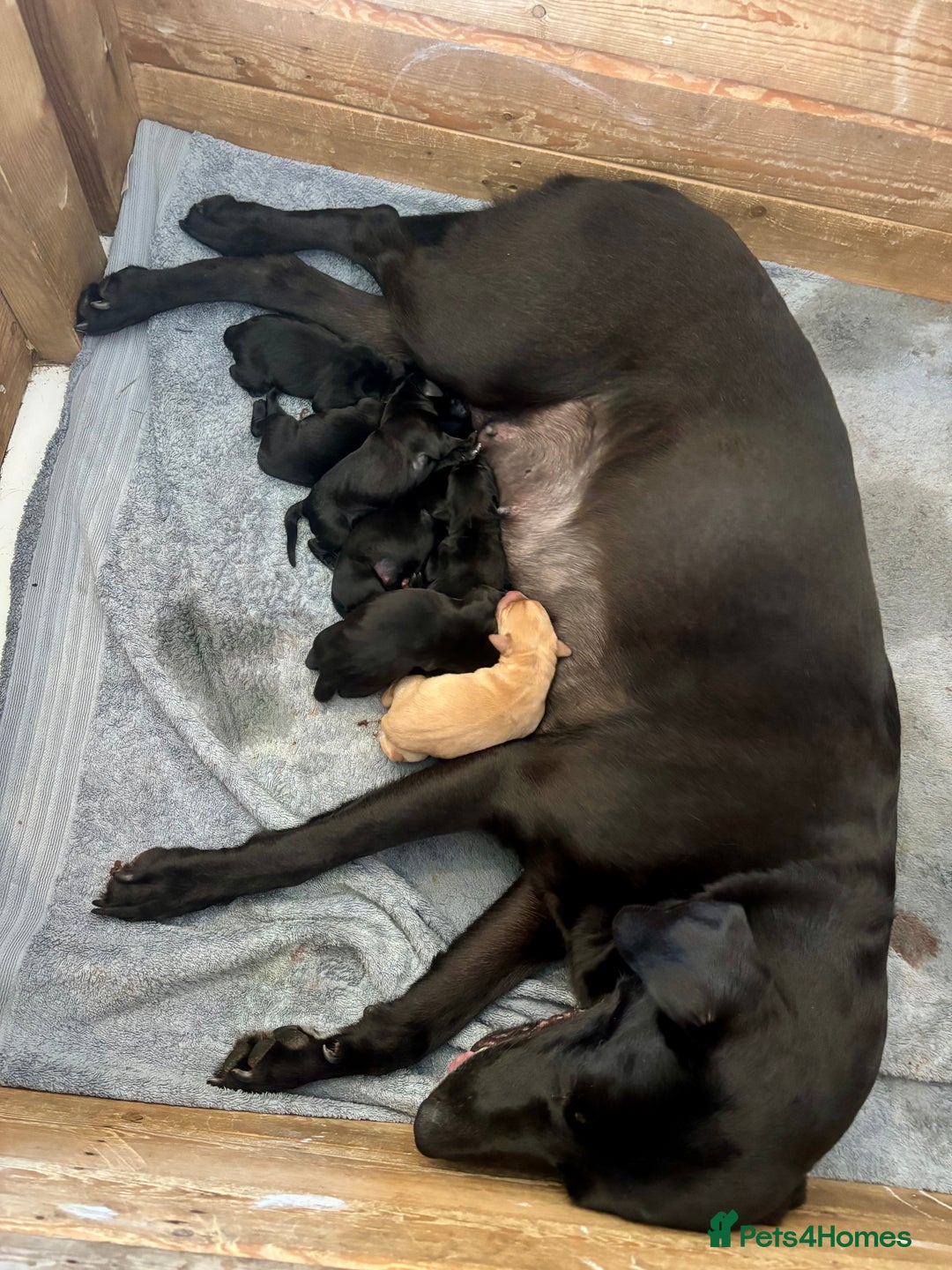 Labrador Retriever dogs for sale: Gorgeous litter of Labrador KC puppies for sale.  - Advert 5