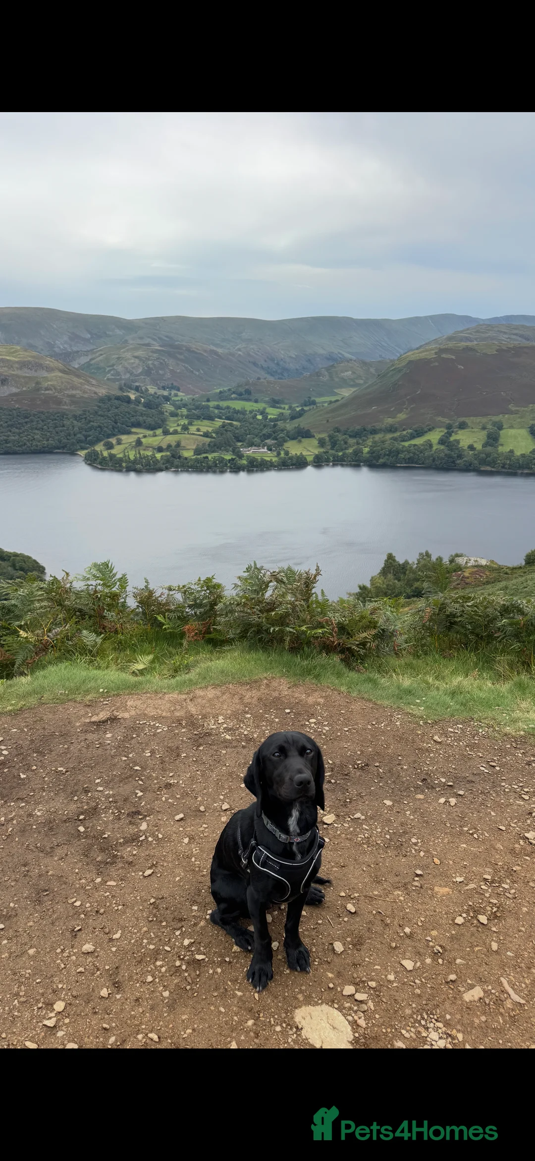 Springador dogs for sale: Re homing Springador   - Advert 8