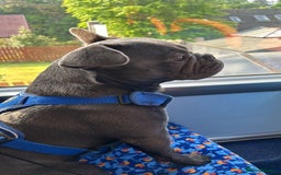 French Bulldog dogs for sale: Buddy Boy - Image 7