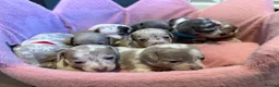 Chiweenie dogs for sale: Chiweenie chihuahua dachshund pups  - Advert 8