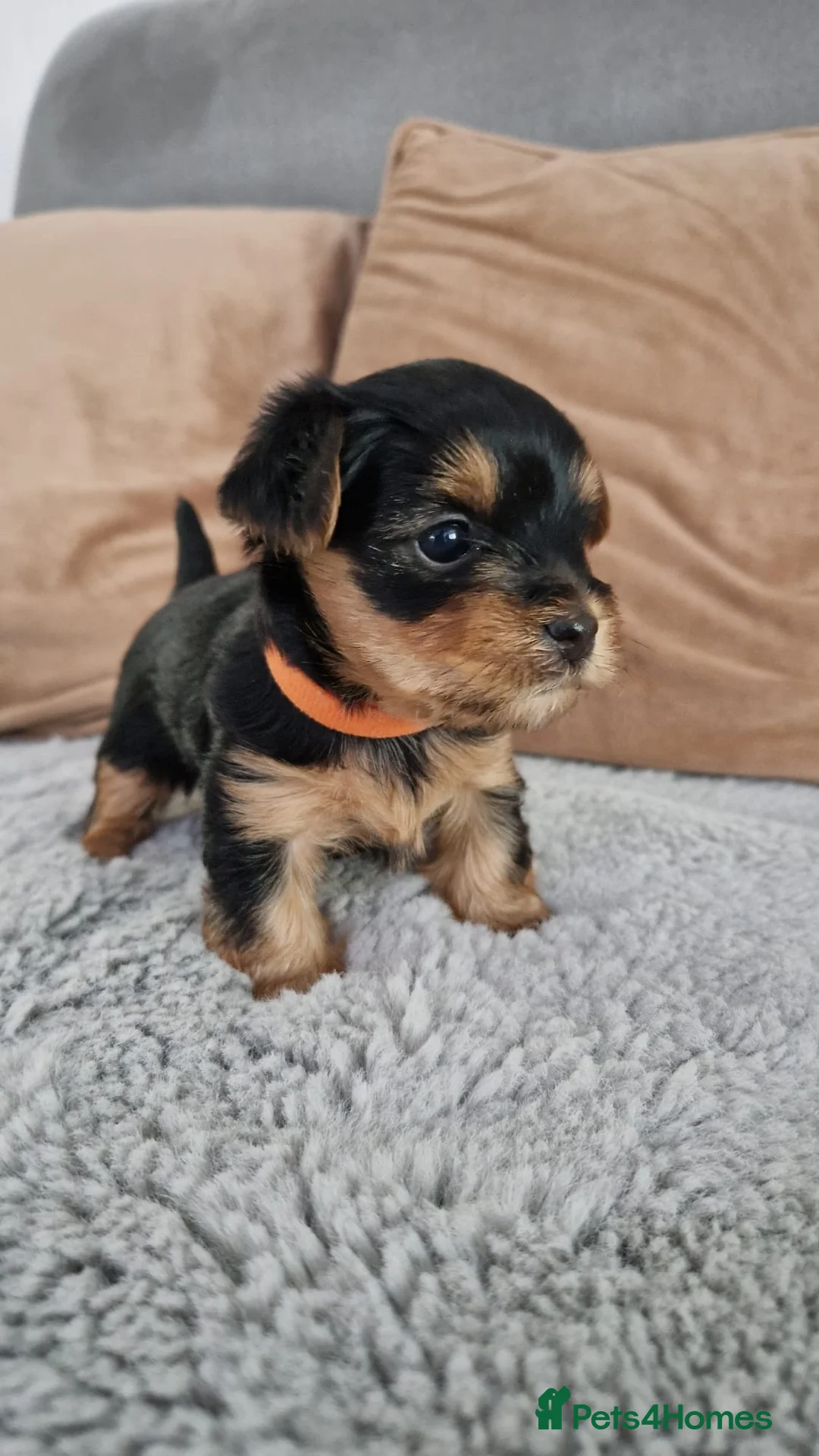 Yorkshire Terrier dogs for stud:  PEDIGREE Yorkshire terrier for STUD  in Hull - Advert 38