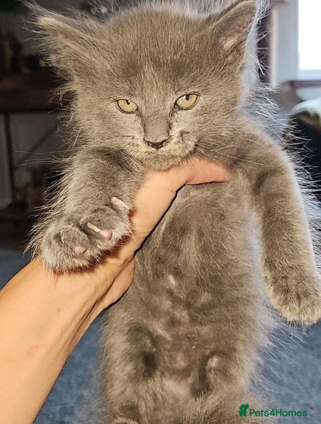 Maine Coon cats for sale: Pure breed Maine Coon females  in Cardiff - Advert 2