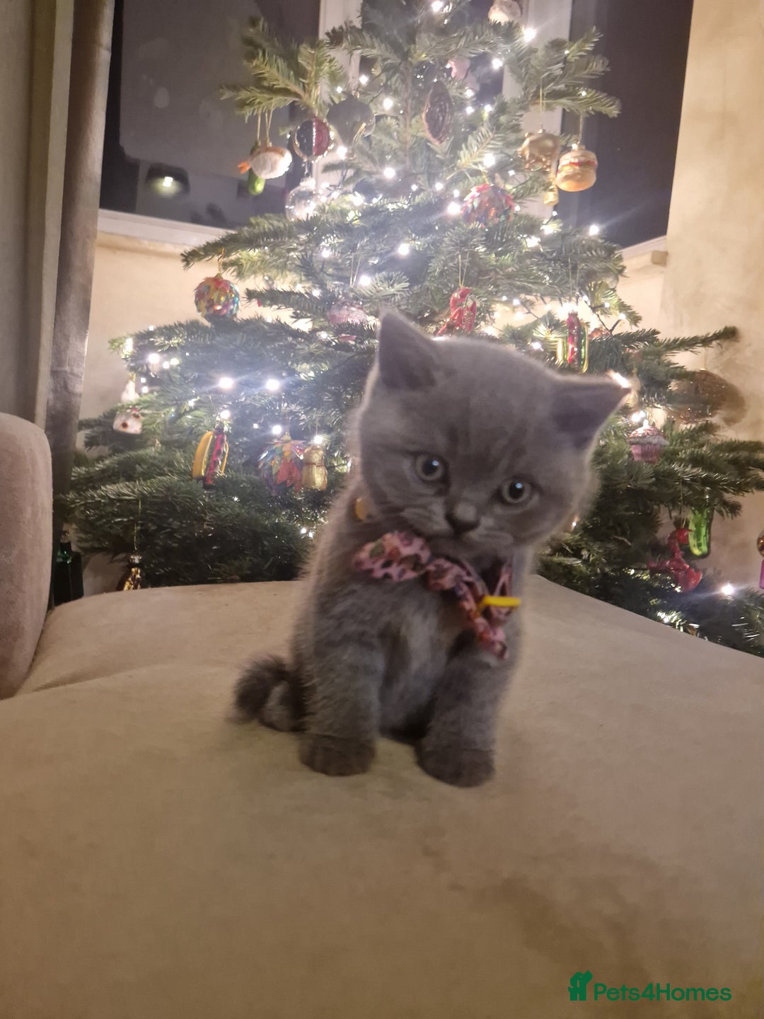 British Shorthair cats for sale: Georgous British shorthair kittens litter of 5 !   - Advert 2