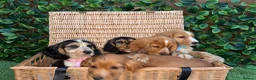 Cocker Spaniel dogs for sale: 1 boy Beautiful show type cocker puppy’s  - Advert 5