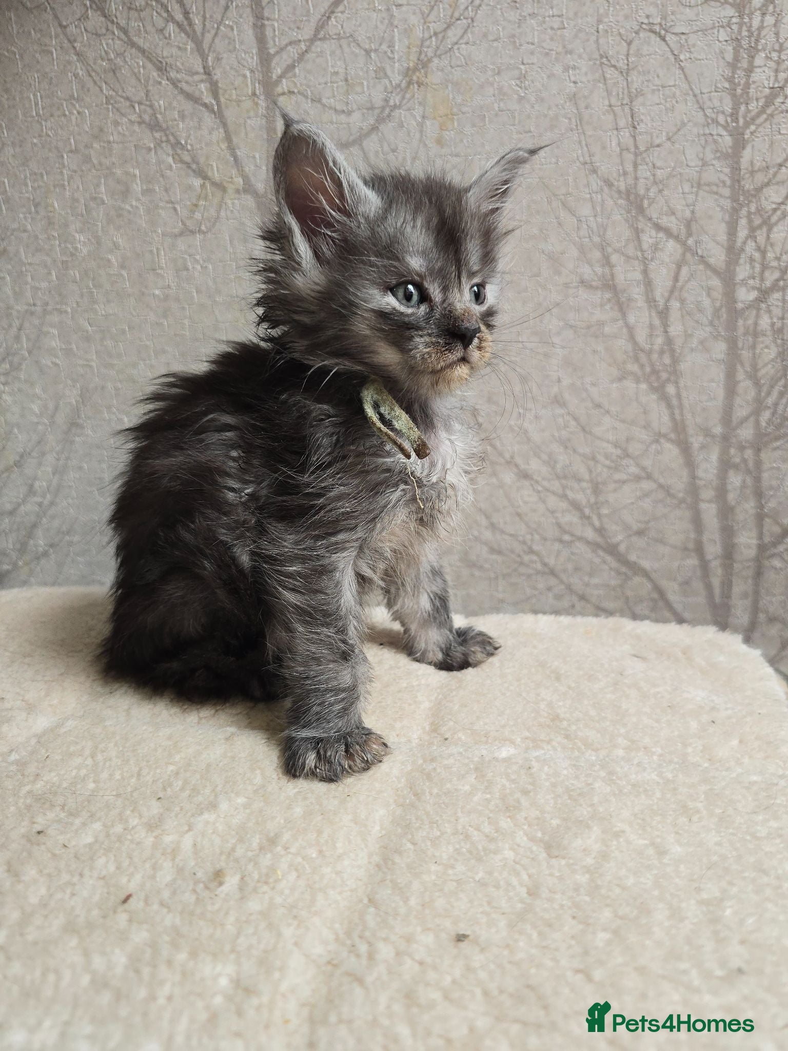 Maine Coon cats Maine Coon Kittens Russian/European lines - Advert 1