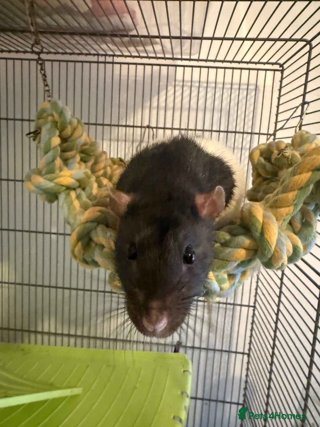 Rat rodents for sale: 2 male rats and set up  - Image 3