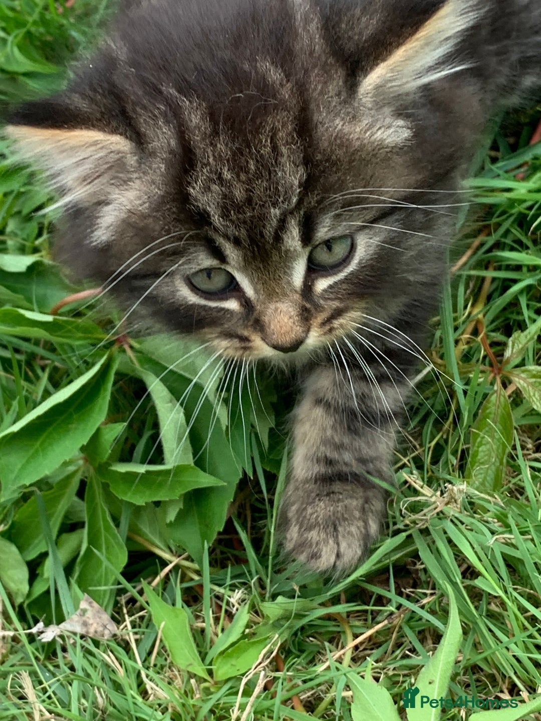Mixed Breed cats for sale: Maine coon x Tabby kittens  - Image 1