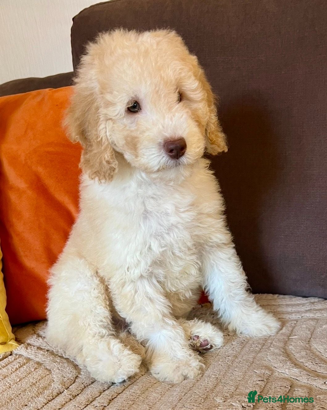 Labradoodle dogs LAST 1!! Labradoodle puppy Fun Fluffy & READY NOW! - Advert 2