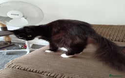 Domestic Shorthair cats for sale: Lola & Titch brother and sister  - Image 9