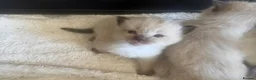 Ragdoll cats for sale: GCCF champion ragdoll kittens 🐱 ❤️ - Advert 6