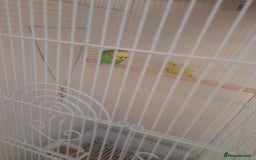 Finches birds for sale: Budgie and finch - Image 4