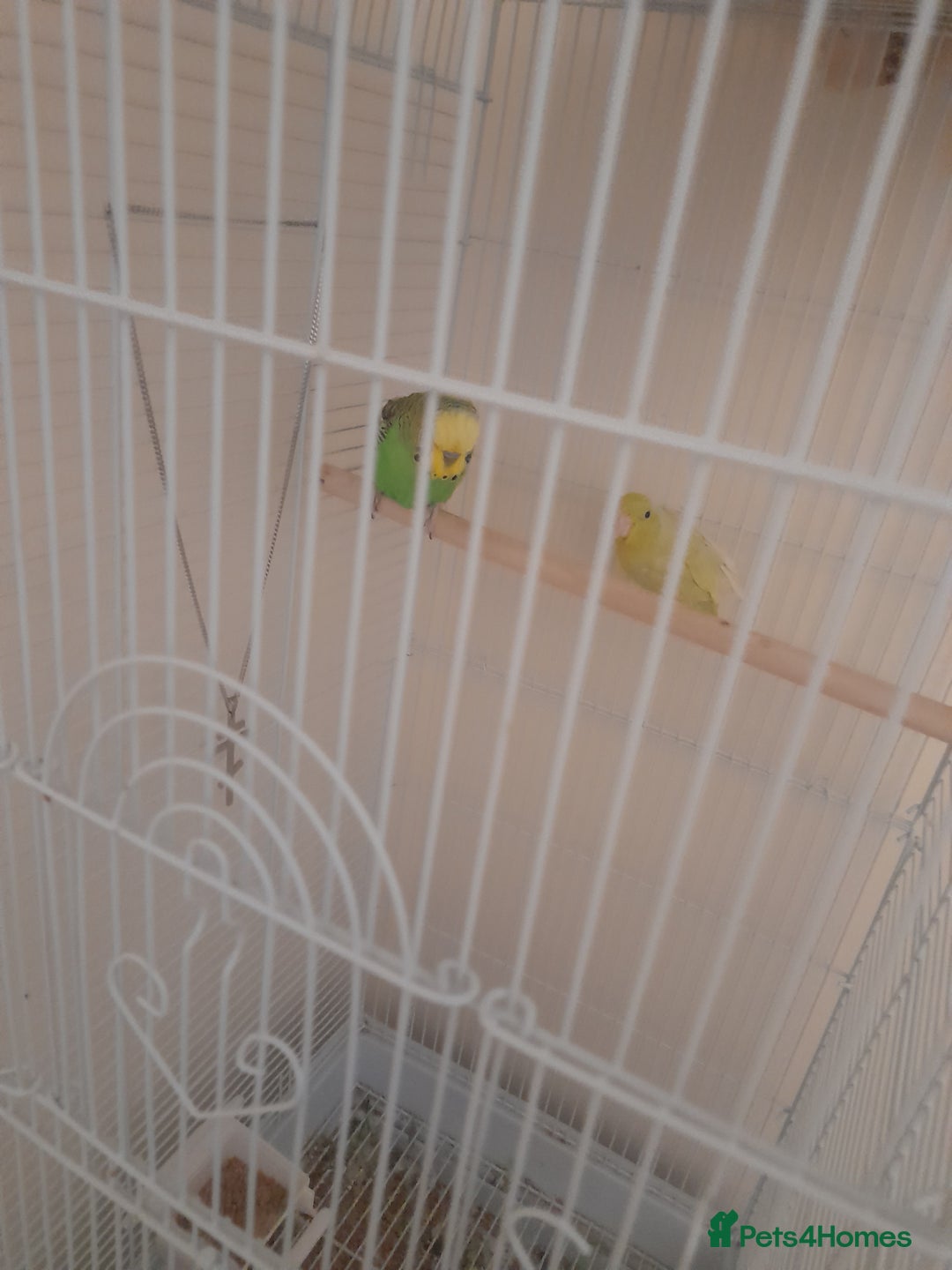 Finches birds for sale: Budgie and finch - Image 4