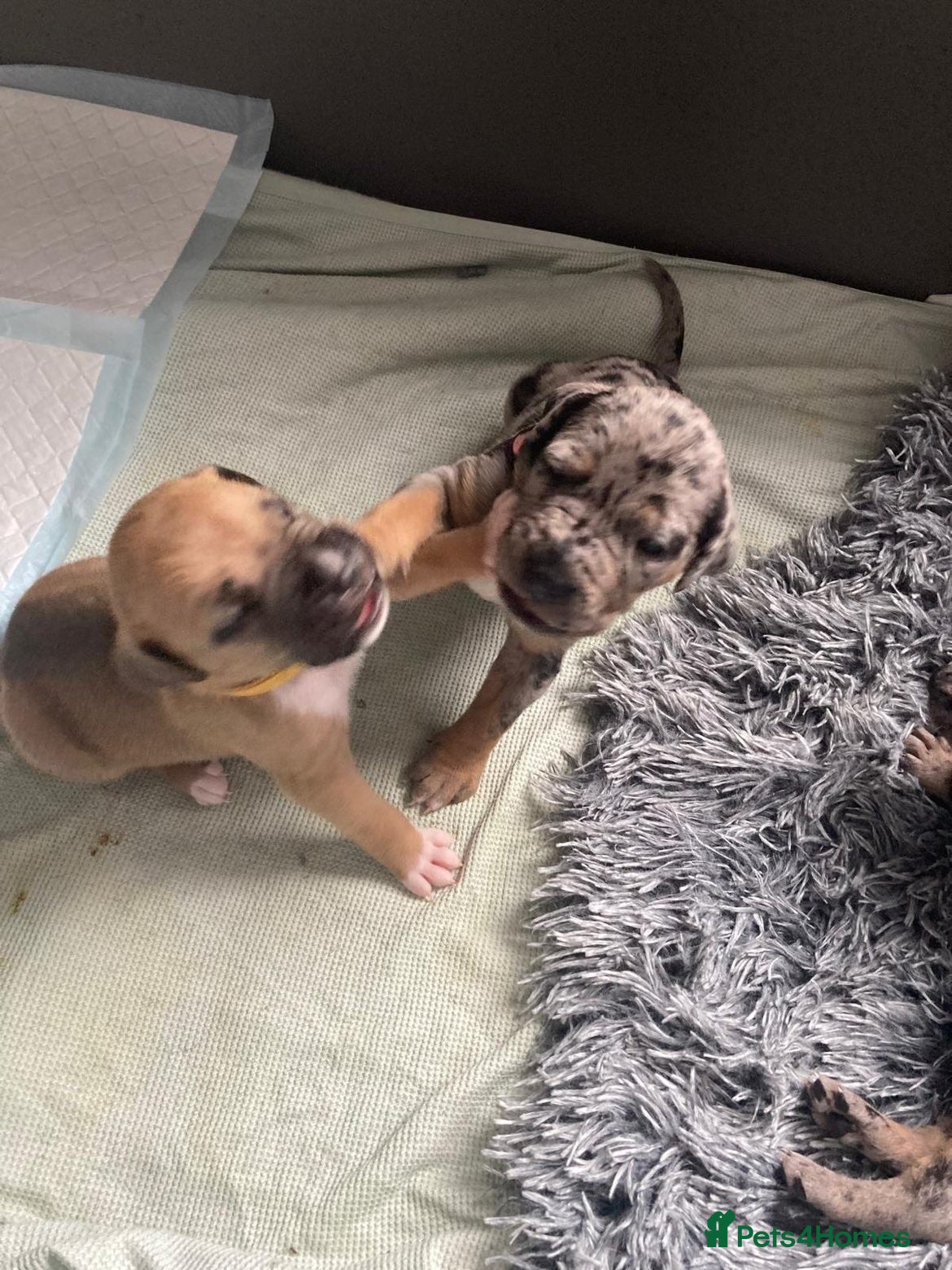 Mixed Breed dogs Beautiful little girls needing forever homes - Advert 17