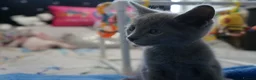 Russian Blue cats for sale: Gorgeous GCCF Russian Blue kittens - Advert 7