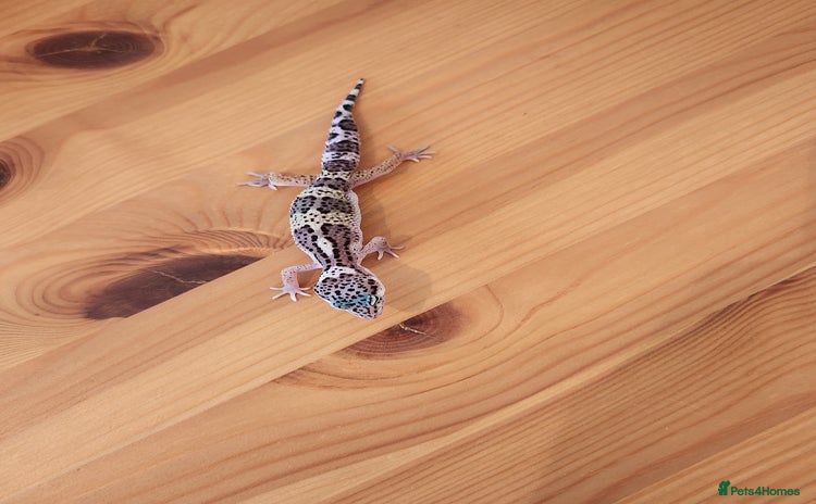 Leopard Gecko reptiles - Advert 3