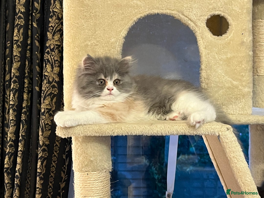 Persian cats for sale: Ready Now 2 Boys/1 Girl Persian Fluff Monsters - Image 24