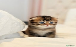 Scottish Fold cats for sale: Half Scottish half British short hair  in London - Image 26