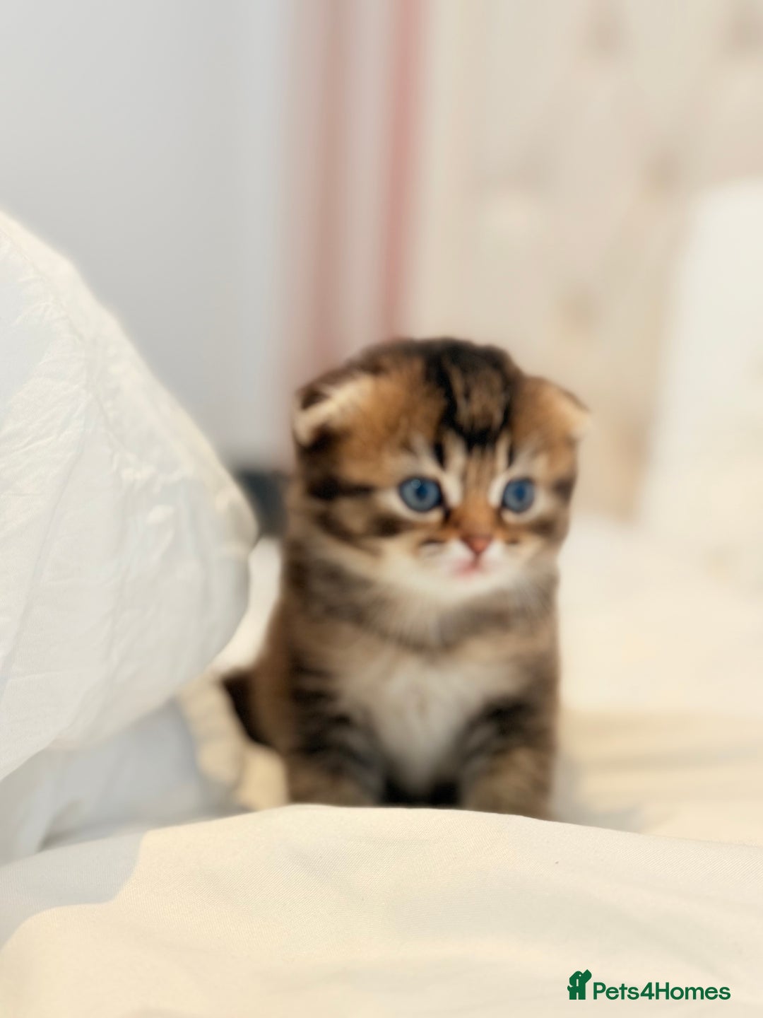 Scottish Fold cats for sale: Half Scottish half British short hair  in London - Image 26