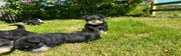Miniature Schnauzer dogs for sale: Stunning K.C.reg  miniature Schnauzer puppies  - Advert 10