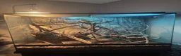 Chameleon reptiles for sale: Male Chameleon  in Liverpool - Advert 6