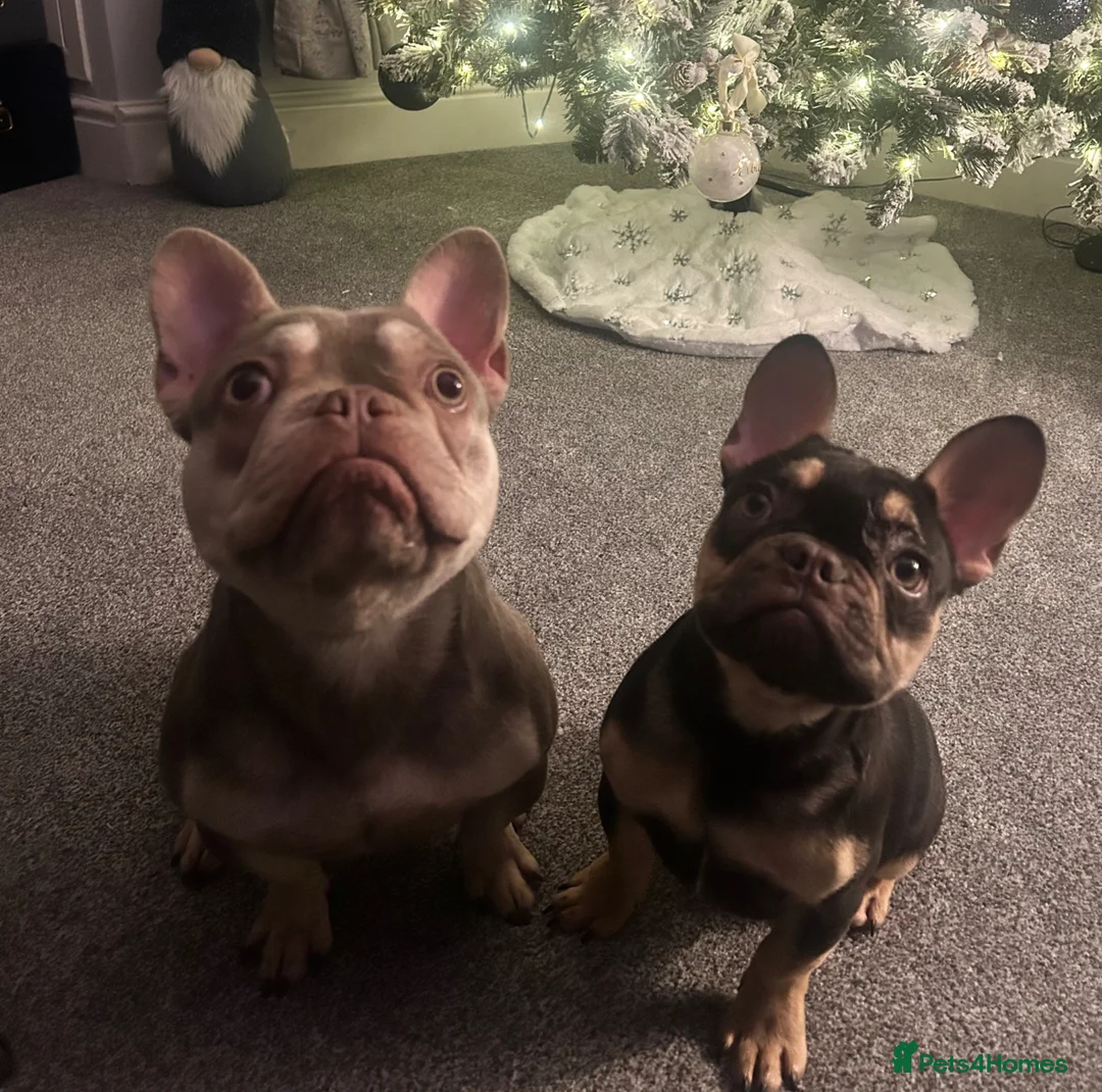 French Bulldog dogs for sale: Ready to leave now  - Advert 7