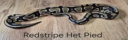 Python Snake reptiles for sale: Variety of Royal Pythons - Advert 12