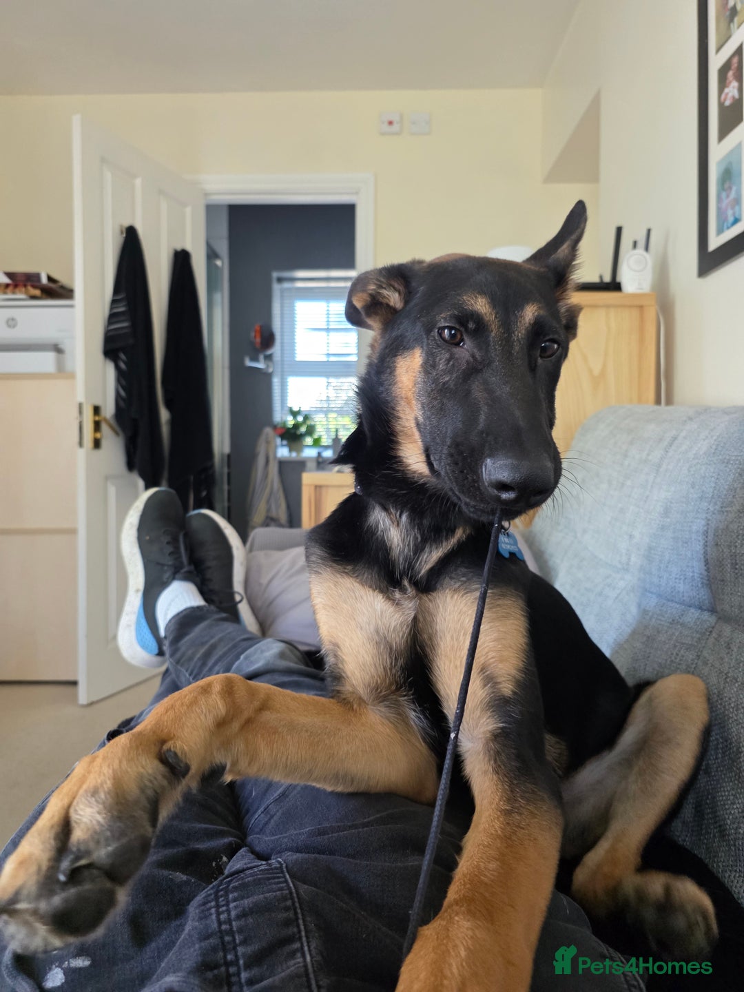 Mixed Breed dogs for sale: German shepherd cross.  - Image 3