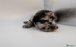 Mixed Breed dogs for sale: Floodle  - Image 24