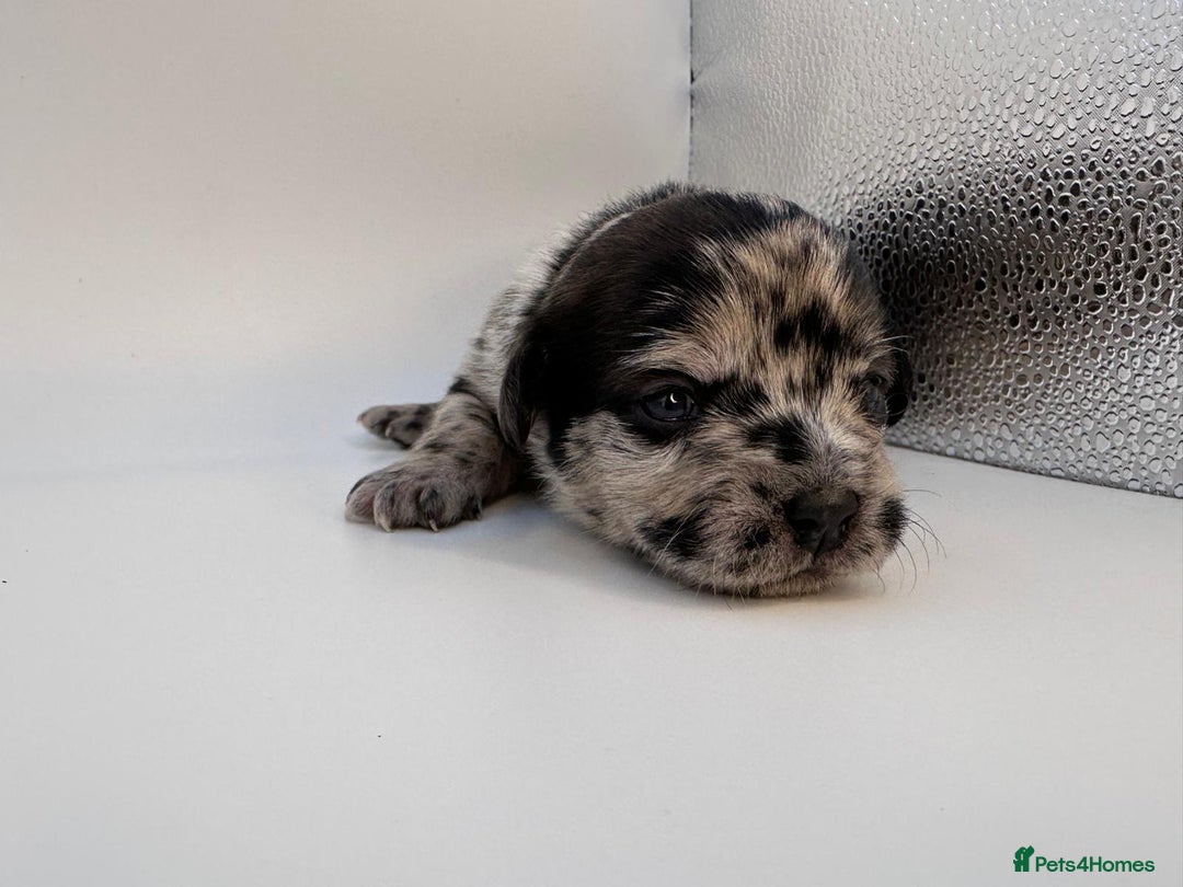 Mixed Breed dogs for sale: Floodle  - Image 24