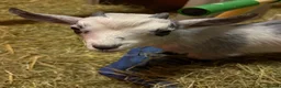 Goats livestock for sale: 2 Pygmy Goat Wethers - Advert 5