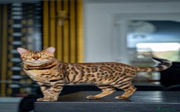 Bengal cats for sale: One of the kind Bengal Female -TICA reg.-Wild look - Image 23