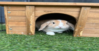 Mini Lop rabbits - Advert 7