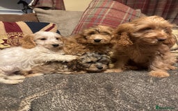 Cockapoo dogs for sale: 🐶 F1 Cockerpoo Puppies 🐶 - Image 5