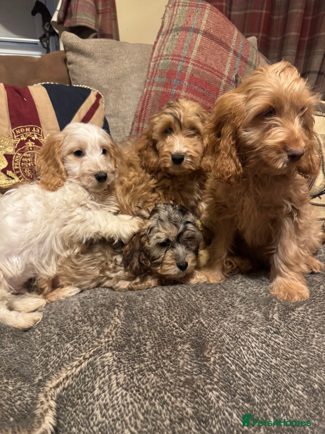 Cockapoo dogs for sale: 🐶 F1 Cockerpoo Puppies 🐶 - Image 5