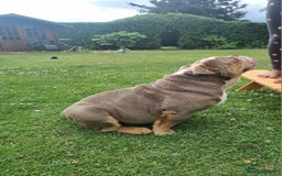 English Bulldog dogs for sale: Lilac and Tan English bulldog  - Image 4