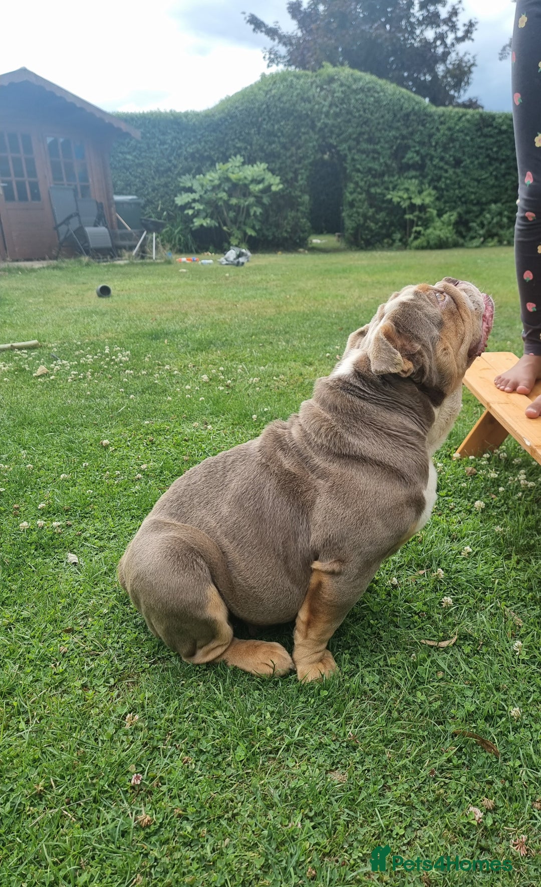English Bulldog dogs for sale: Lilac and Tan English bulldog  - Image 4
