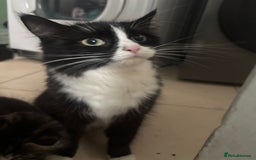 Mixed Breed cats for sale: Kittens - Image 1