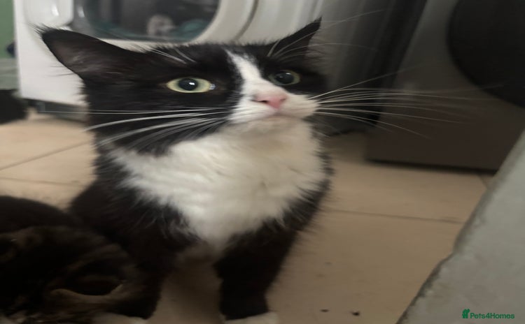 Mixed Breed cats - Advert 2