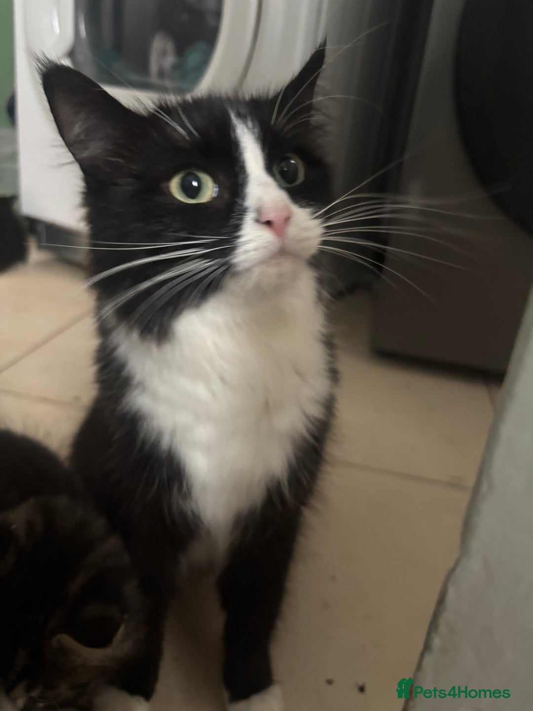 Mixed Breed cats for sale: Kittens - Image 1